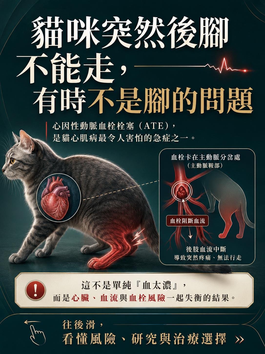 手機直式圖卡集合封面：貓動脈血栓栓塞（ATE）