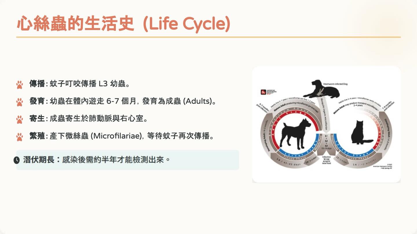 狗狗心絲蟲照護全攻略：2025 美國心絲蟲協會指引重點圖卡 2