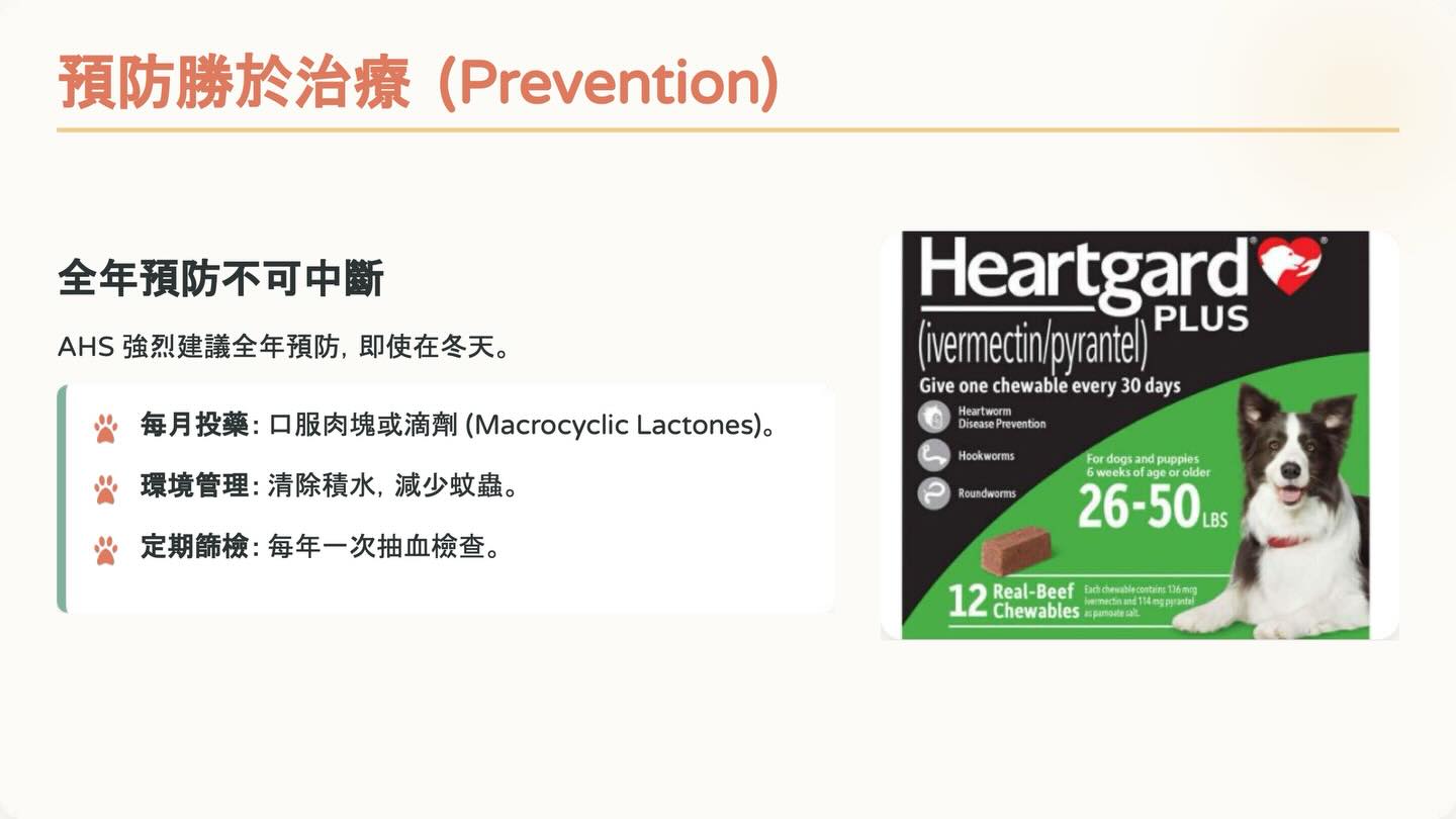 狗狗心絲蟲照護全攻略：2025 美國心絲蟲協會指引重點圖卡 4