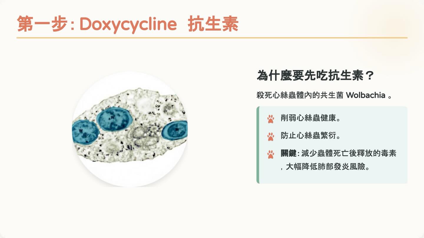 狗狗心絲蟲照護全攻略：2025 美國心絲蟲協會指引重點圖卡 6