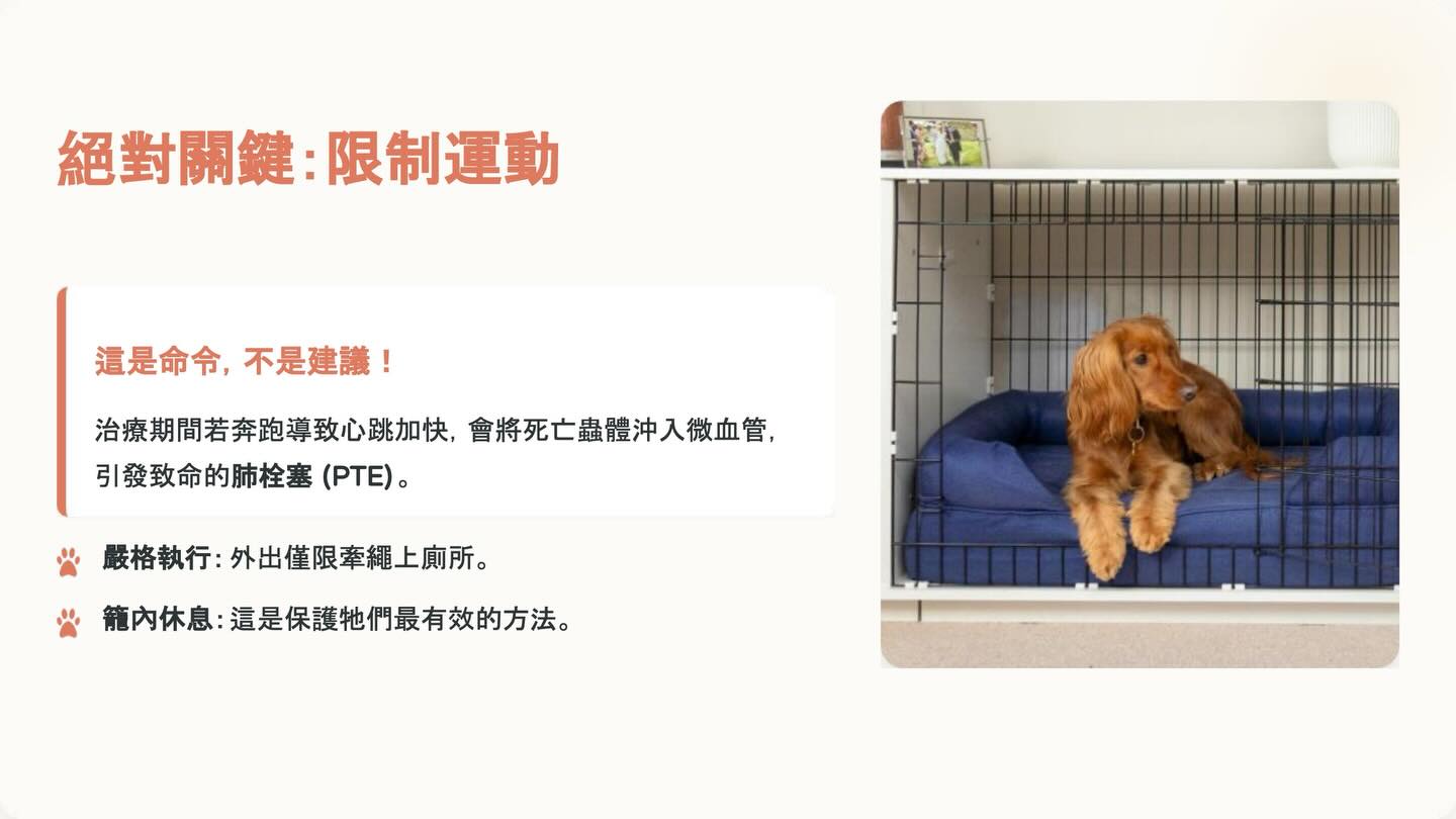 狗狗心絲蟲照護全攻略：2025 美國心絲蟲協會指引重點圖卡 8