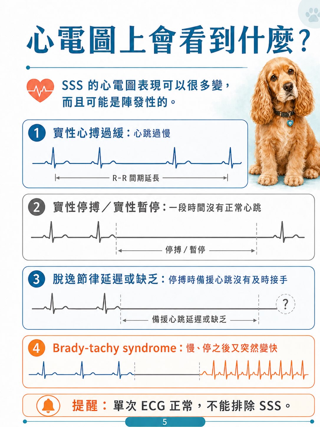 犬病態竇房結症候群（SSS）圖卡 5