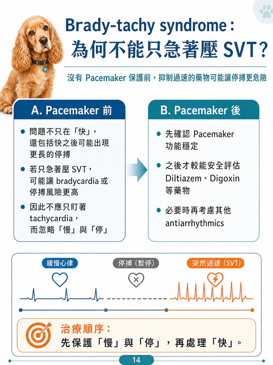 犬病態竇房結症候群（SSS）圖卡 14