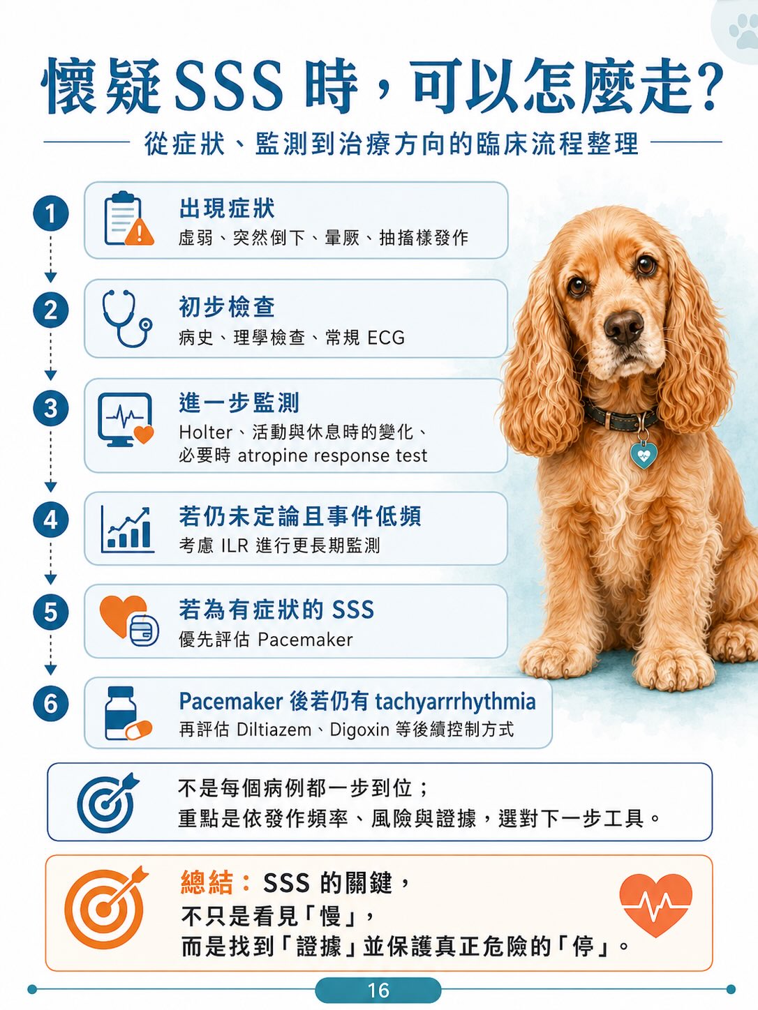 犬病態竇房結症候群（SSS）圖卡 16