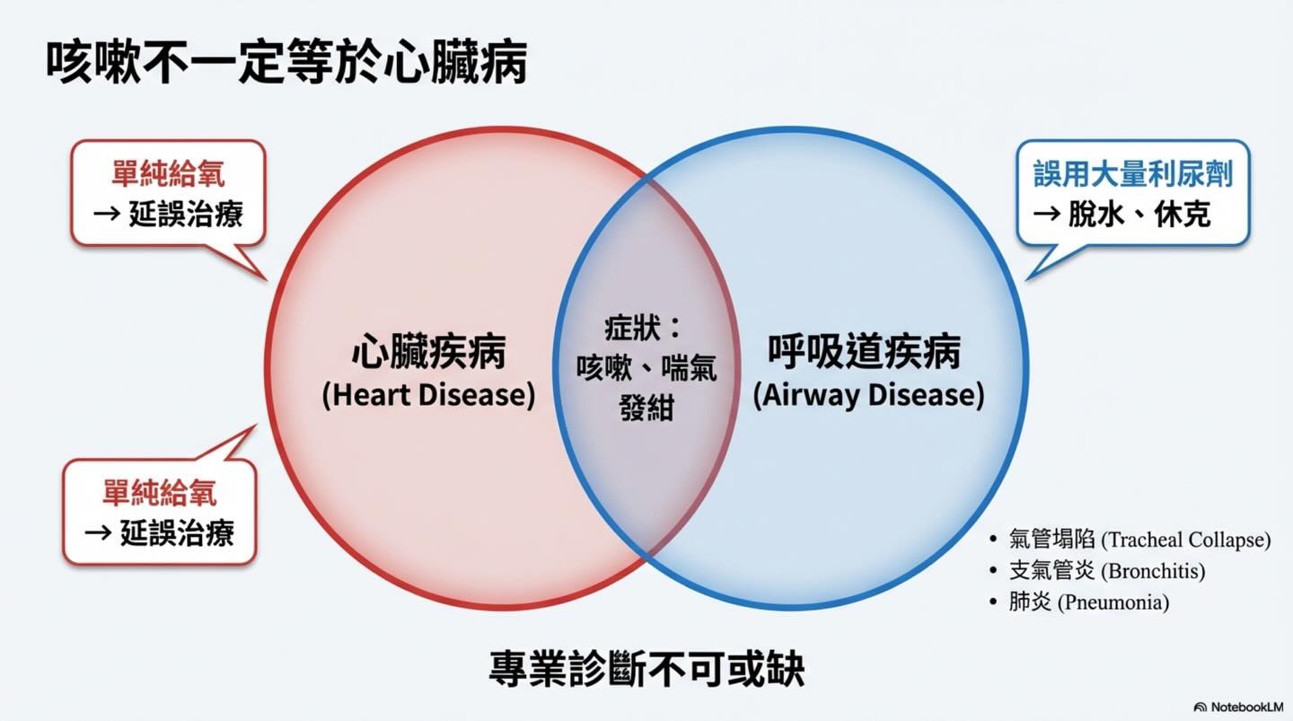 犬貓心因性肺水腫：氧氣治療的迷思與真相圖卡 11