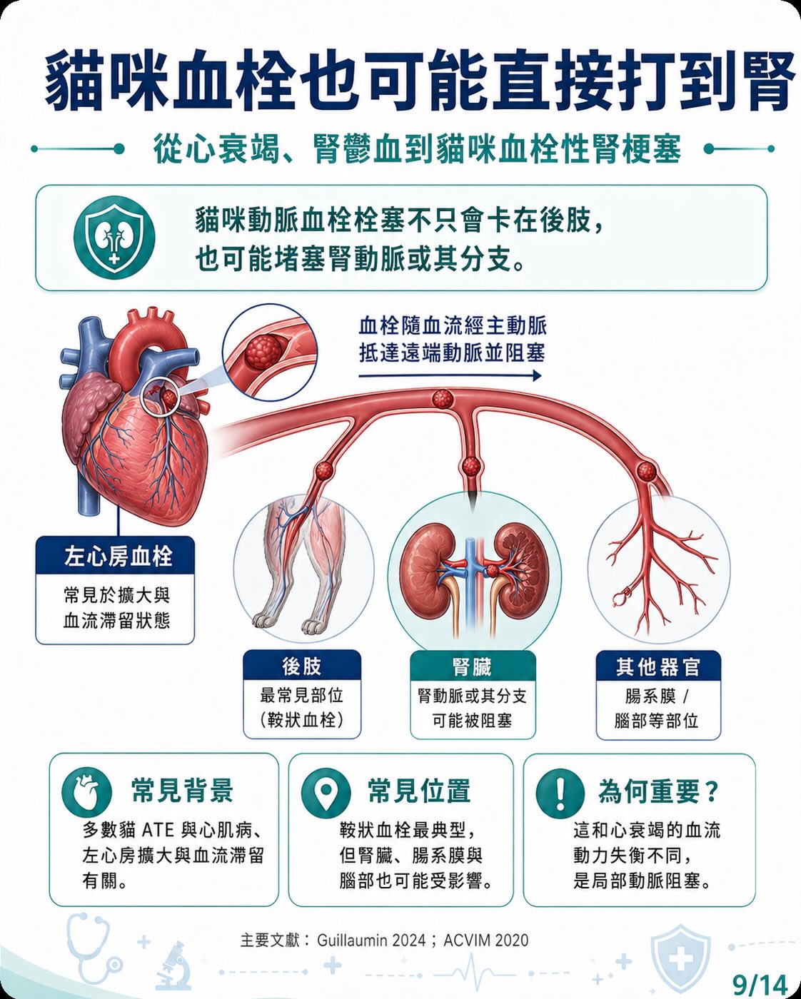 心臟病如何牽動腎臟？圖卡 9