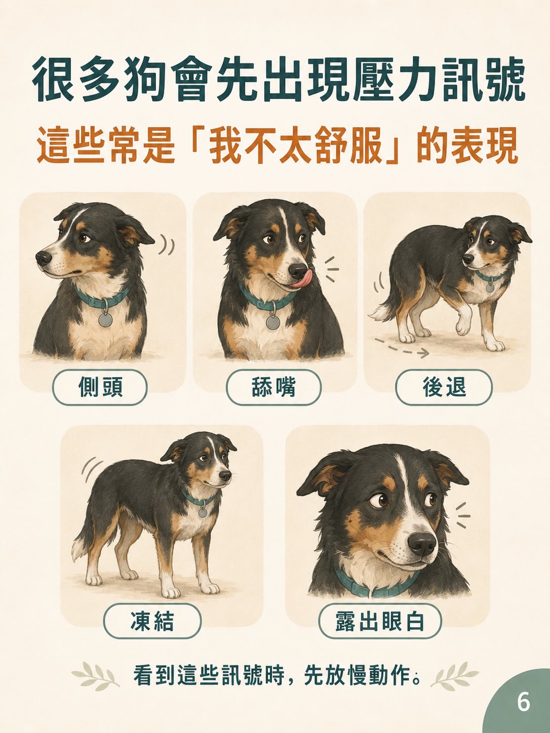你以為是在打招呼，在狗狗眼中可能是在施加壓力圖卡 6