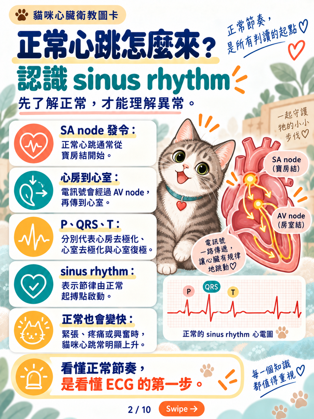 貓心律不整｜心電圖與長時間監測，第 2 張：正常心跳怎麼來認識sinus rhythm
