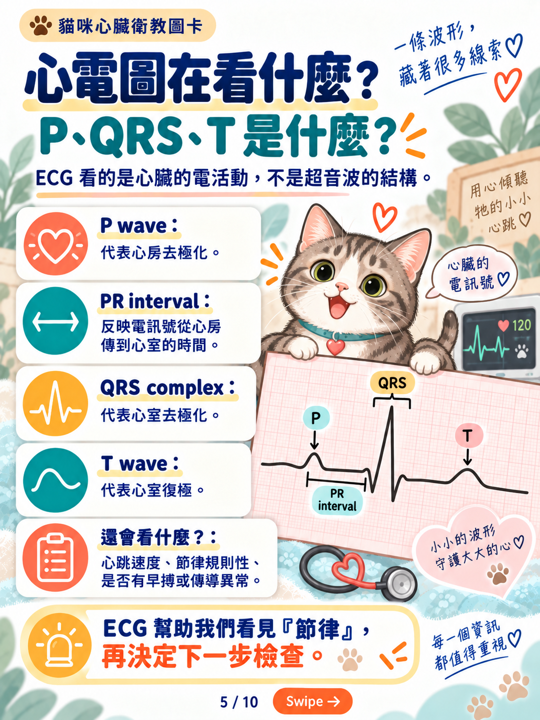 貓心律不整｜心電圖與長時間監測，第 5 張：心電圖的P波QRS波群與T波