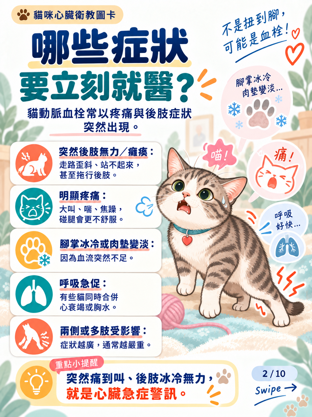 貓動脈血栓｜急救、恢復與預防，第 2 張：哪些症狀要立刻就醫