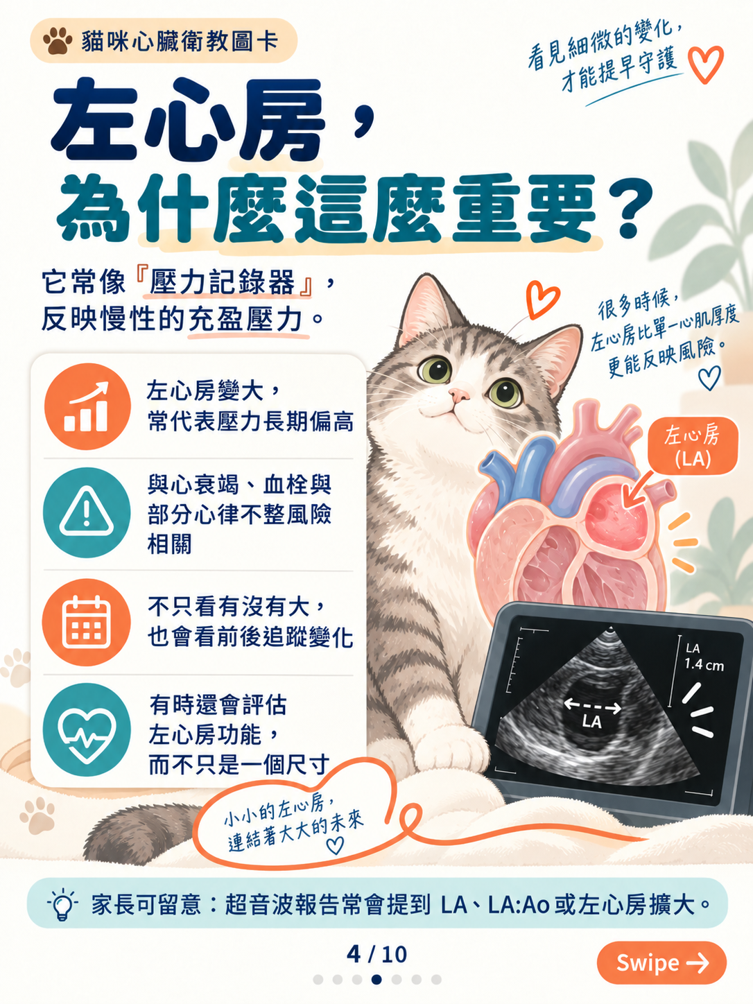 貓心肌病（二）｜厚度以外的線索，第 4 張：貓咪左心房健康心臟衛教圖卡
