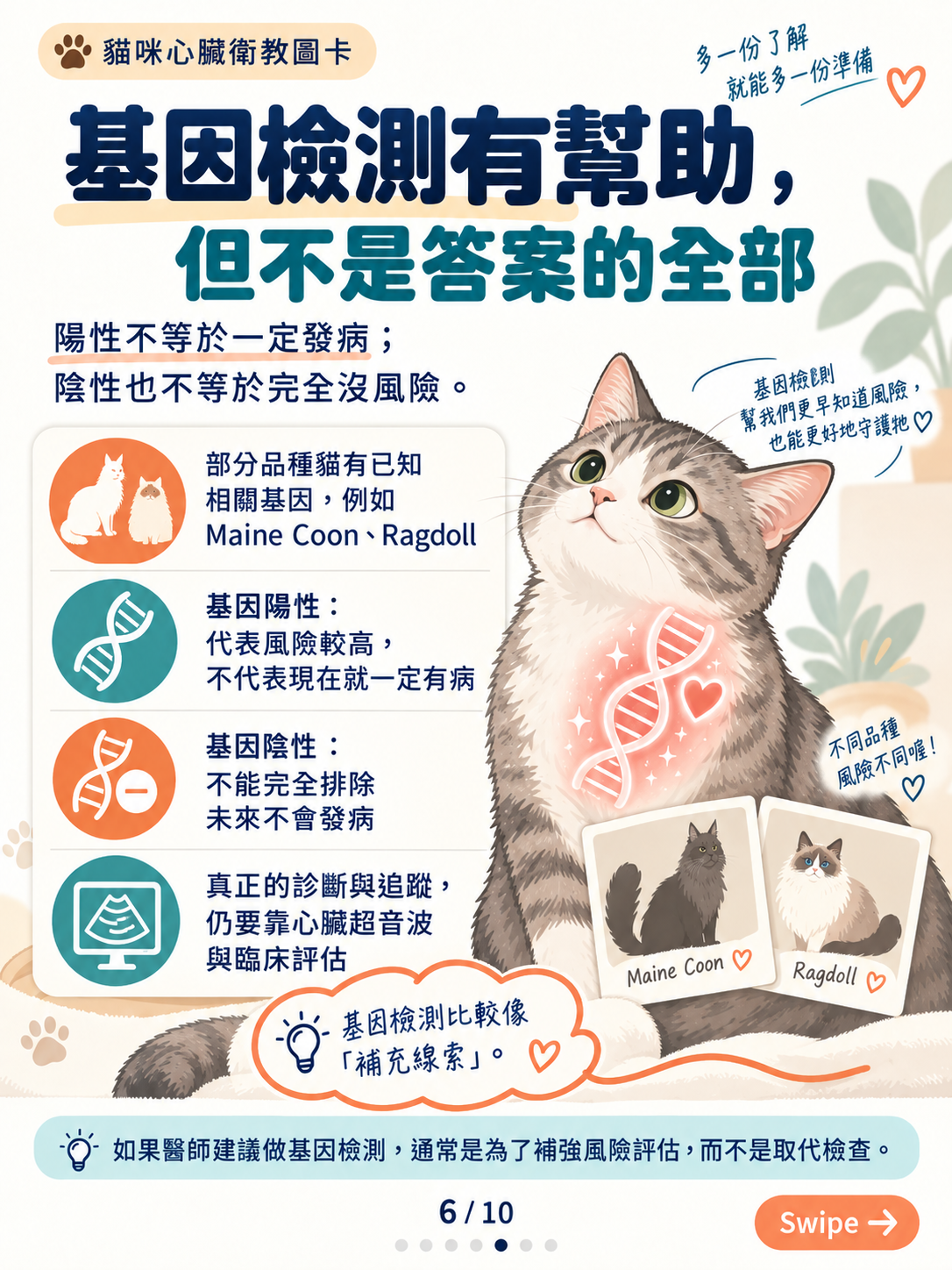 貓心肌病（一）｜心肌增厚與風險，第 6 張：貓咪基因檢測與心臟守護