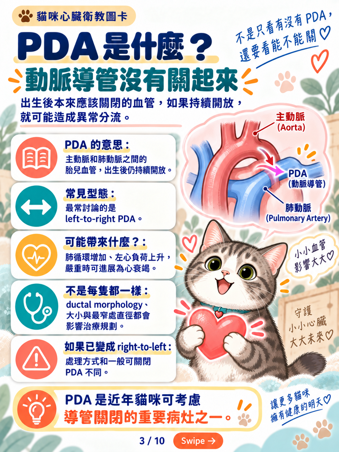 貓先天性心臟病與導管治療，第 3 張：PDA動脈導管沒有關起來