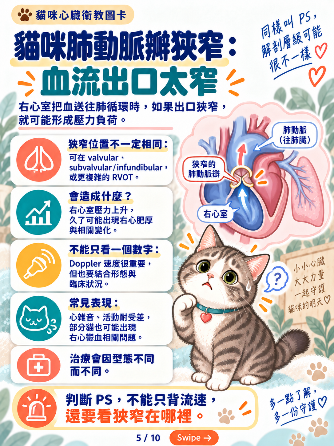 貓先天性心臟病與導管治療，第 5 張：貓咪肺動脈瓣狹窄血流出口太窄