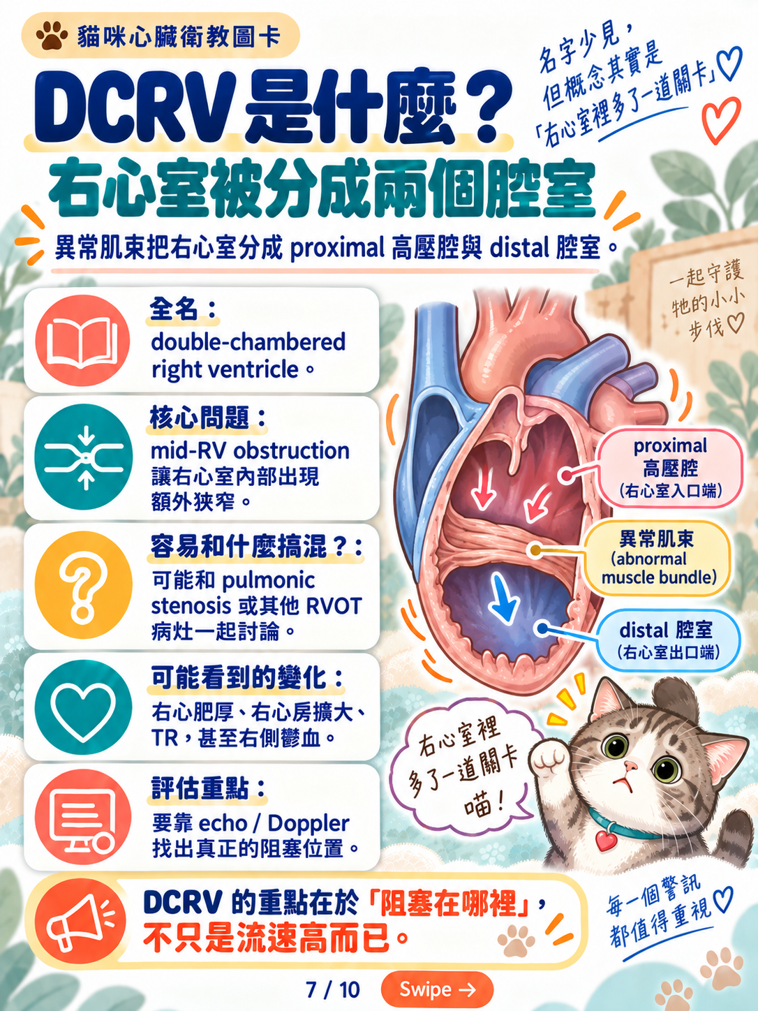 貓先天性心臟病與導管治療，第 7 張：DCRV右心室被分成兩個腔室