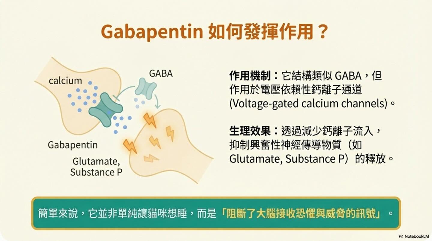 貓咪就診前的 Gabapentin 使用指南：效益與反應圖卡 4