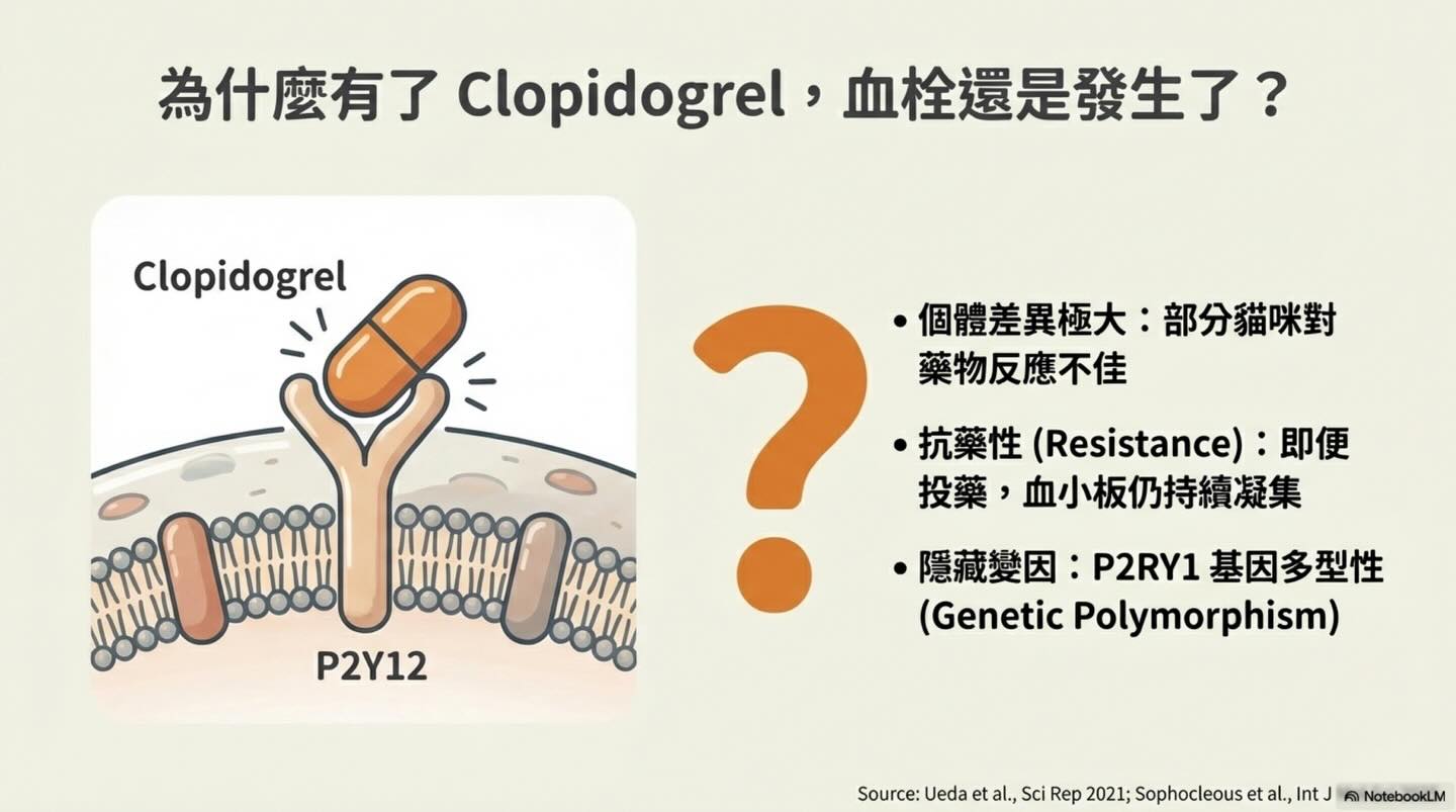 貓 HCM｜P2RY1 與血栓預防圖卡 3：為什麼用了 Clopidogrel，血栓還是發生了？