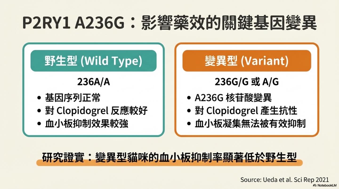 貓 HCM｜P2RY1 與血栓預防圖卡 4：P2RY1 A236G：影響藥效的關鍵基因變異