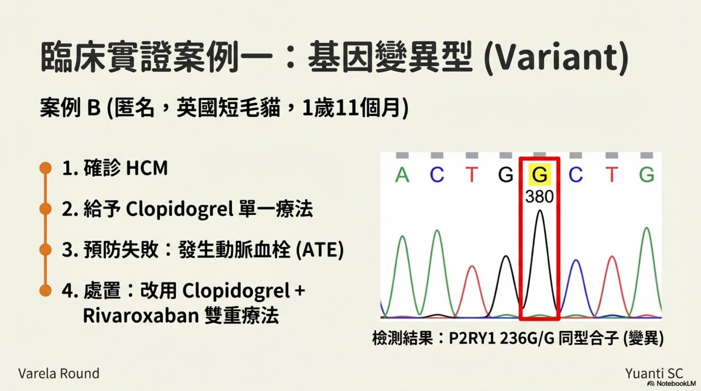 貓 HCM｜P2RY1 與血栓預防圖卡 6：臨床實證案例一：基因異質型（Variant）