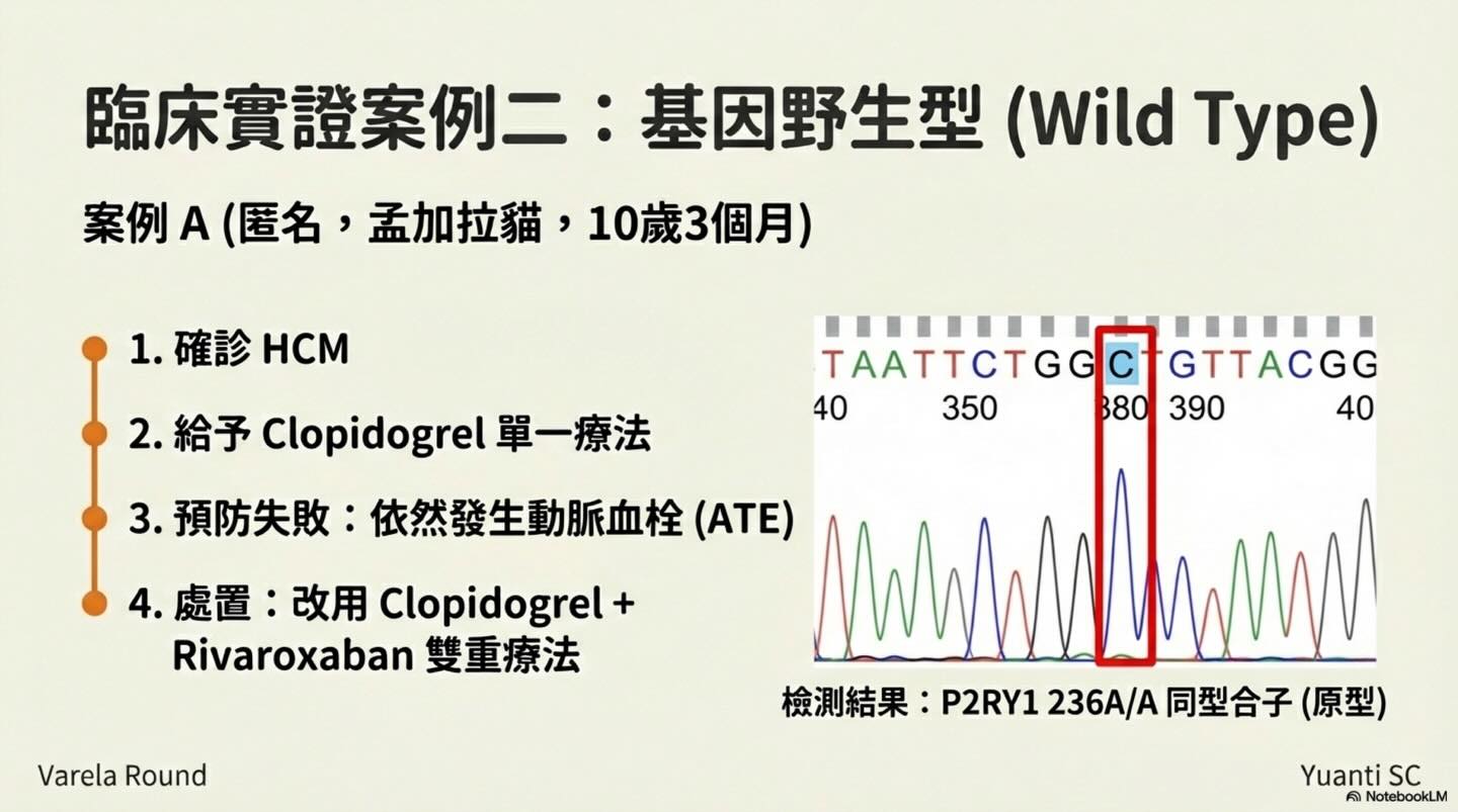 貓 HCM｜P2RY1 與血栓預防圖卡 7：臨床實證案例二：基因野生型（Wild Type）
