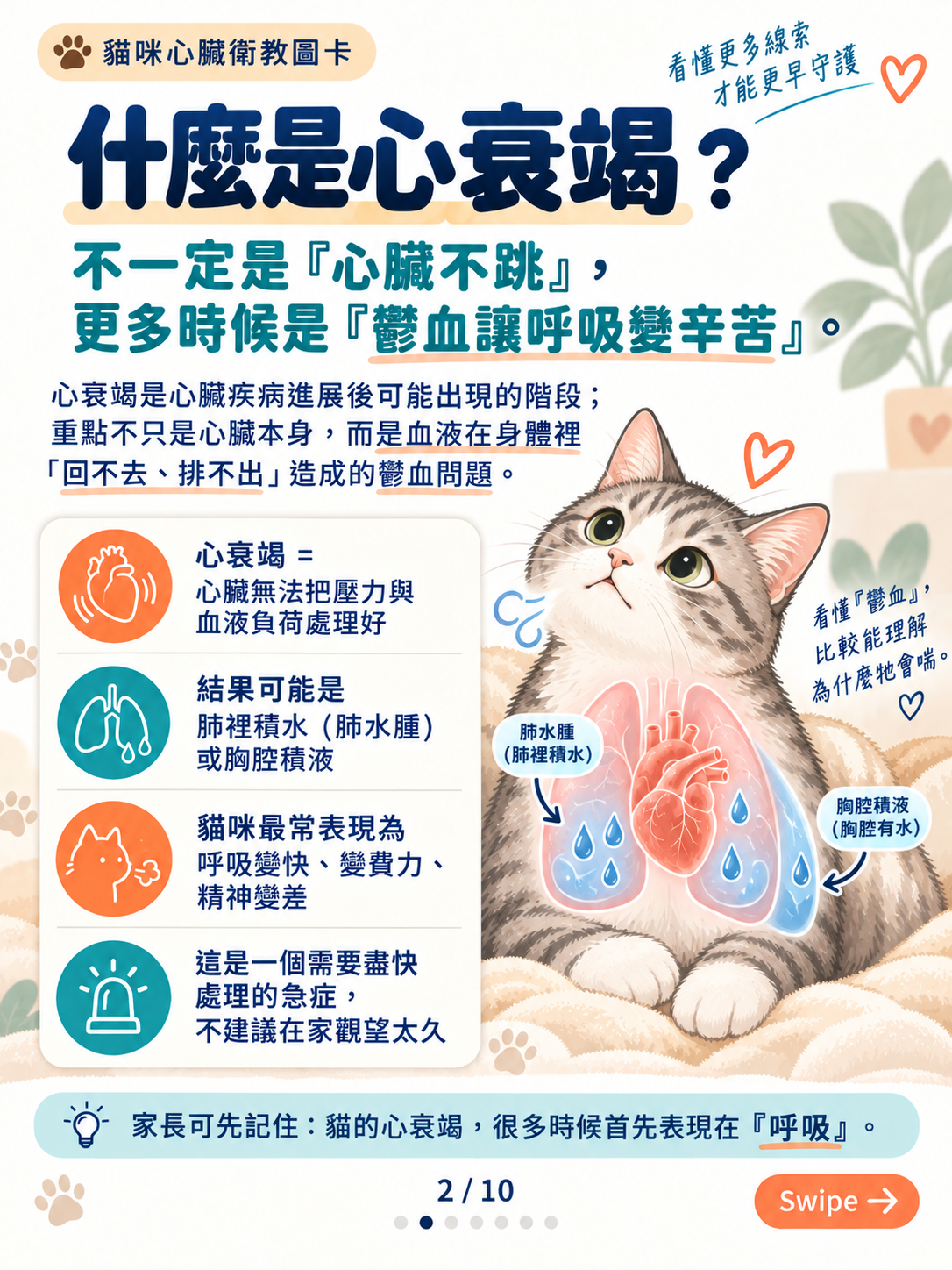 貓心衰竭｜呼吸與心腎平衡，第 2 張：貓咪心衰竭與鬱血圖解