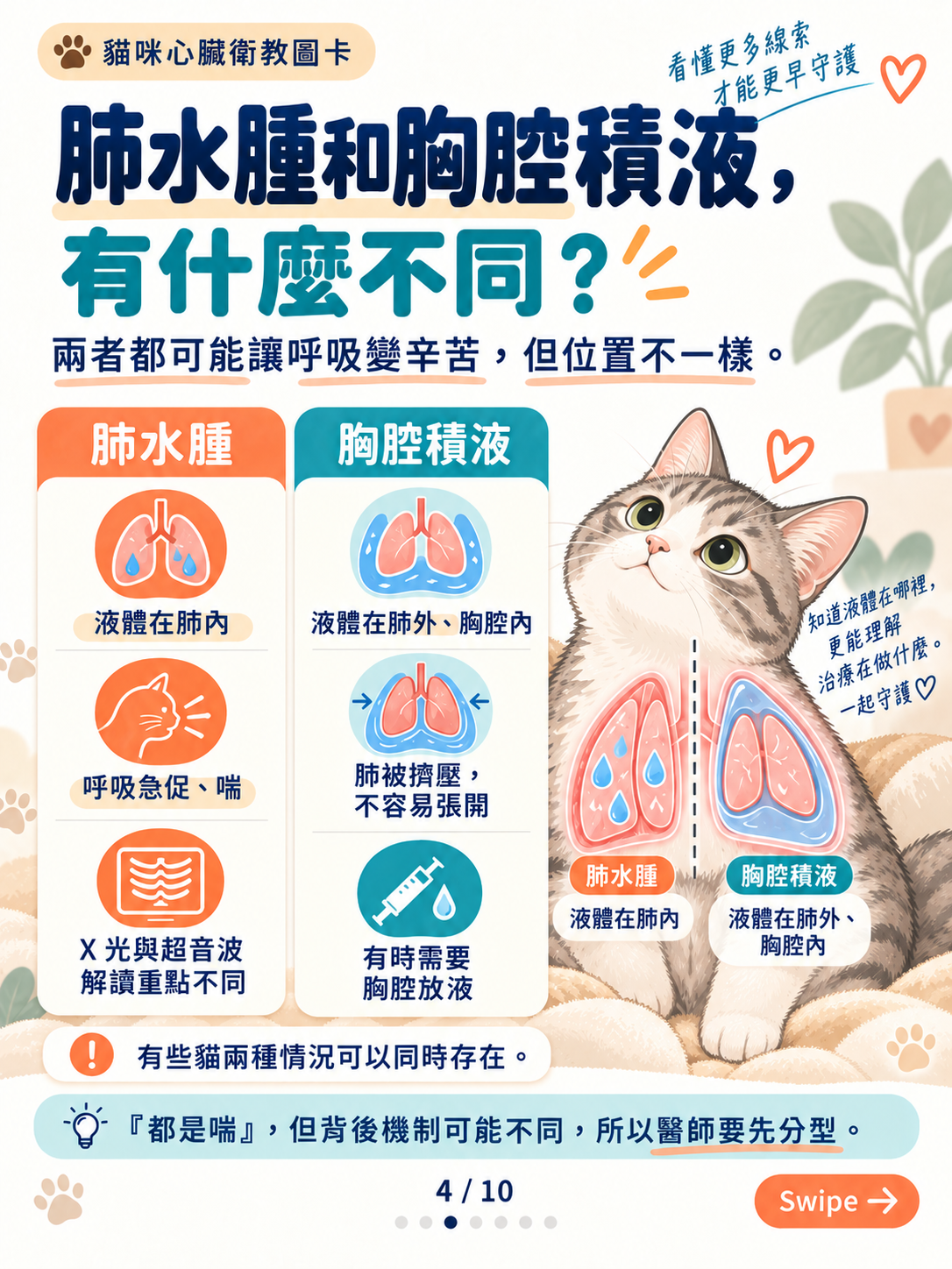 貓心衰竭｜呼吸與心腎平衡，第 4 張：肺水腫與胸腔積液大不同