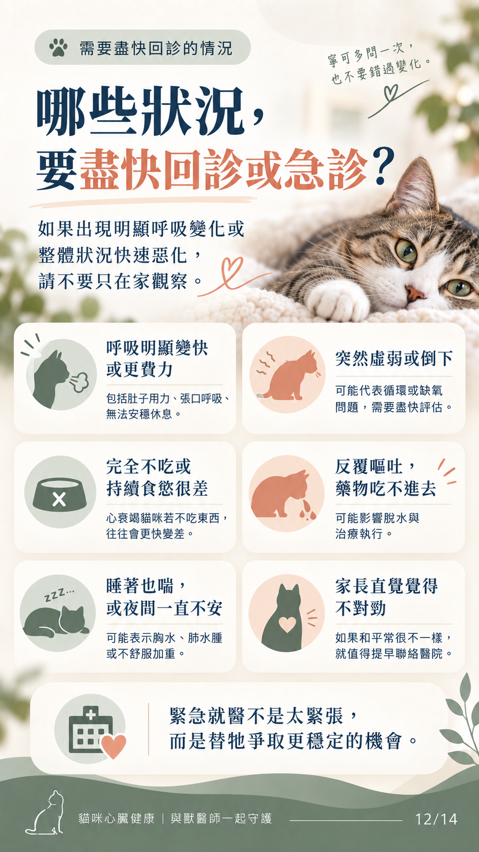 貓咪心衰竭預後與照護圖卡第 12 張：需要盡快回診或急診的警訊。