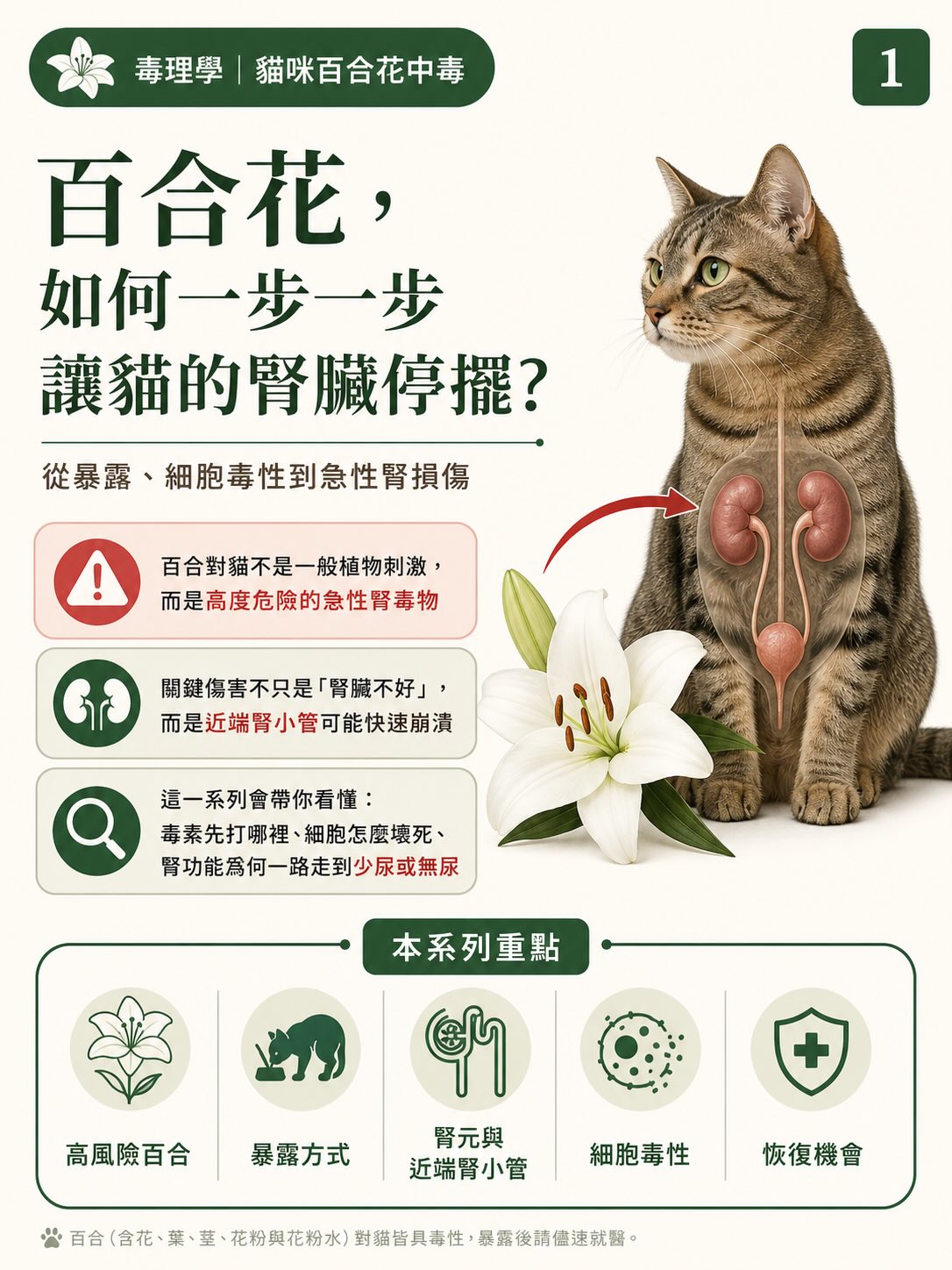 手機直式圖卡集合封面：百合花，如何一步一步讓貓的腎臟停擺？