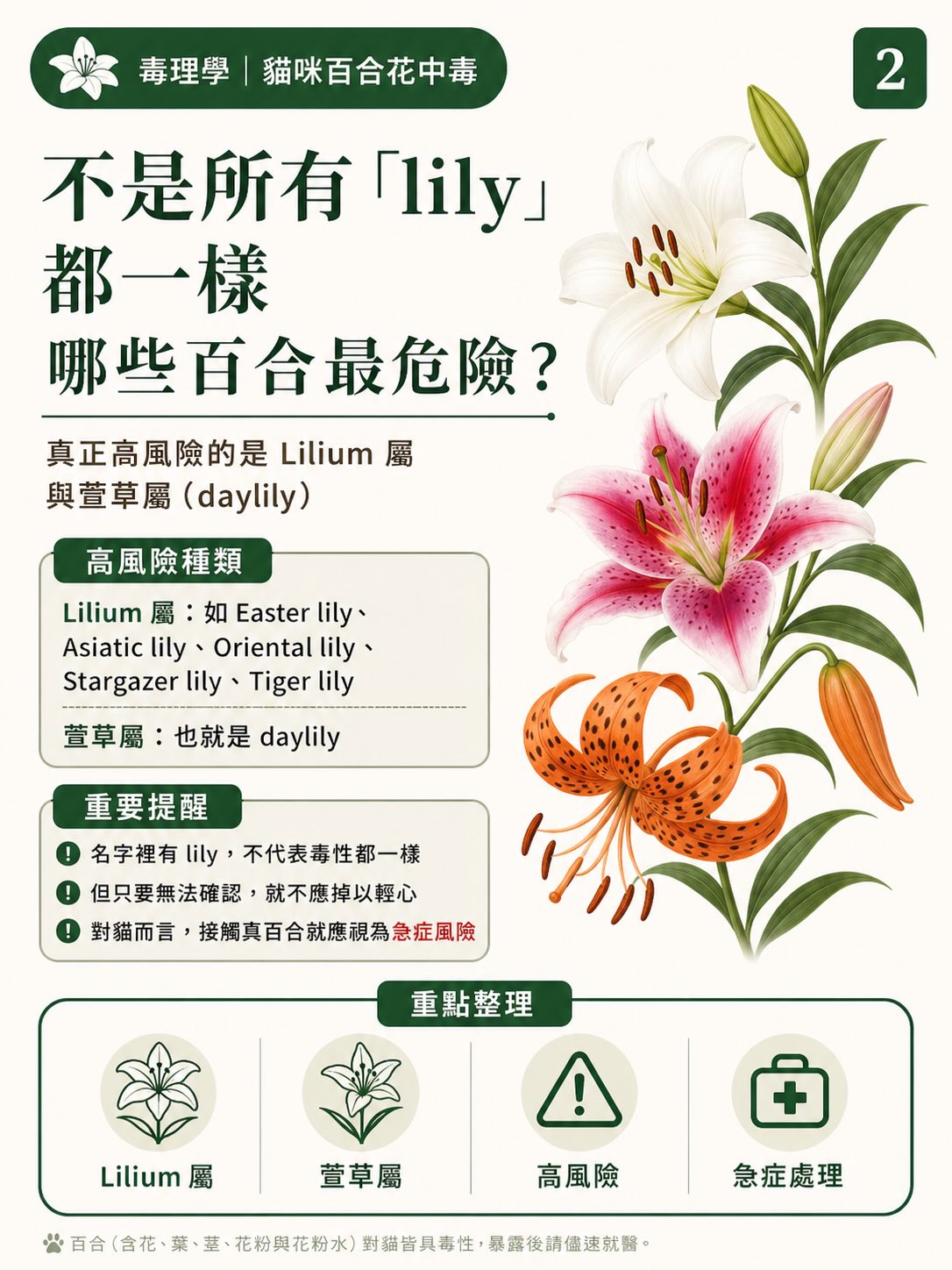 百合花，如何一步一步讓貓的腎臟停擺？圖卡 2