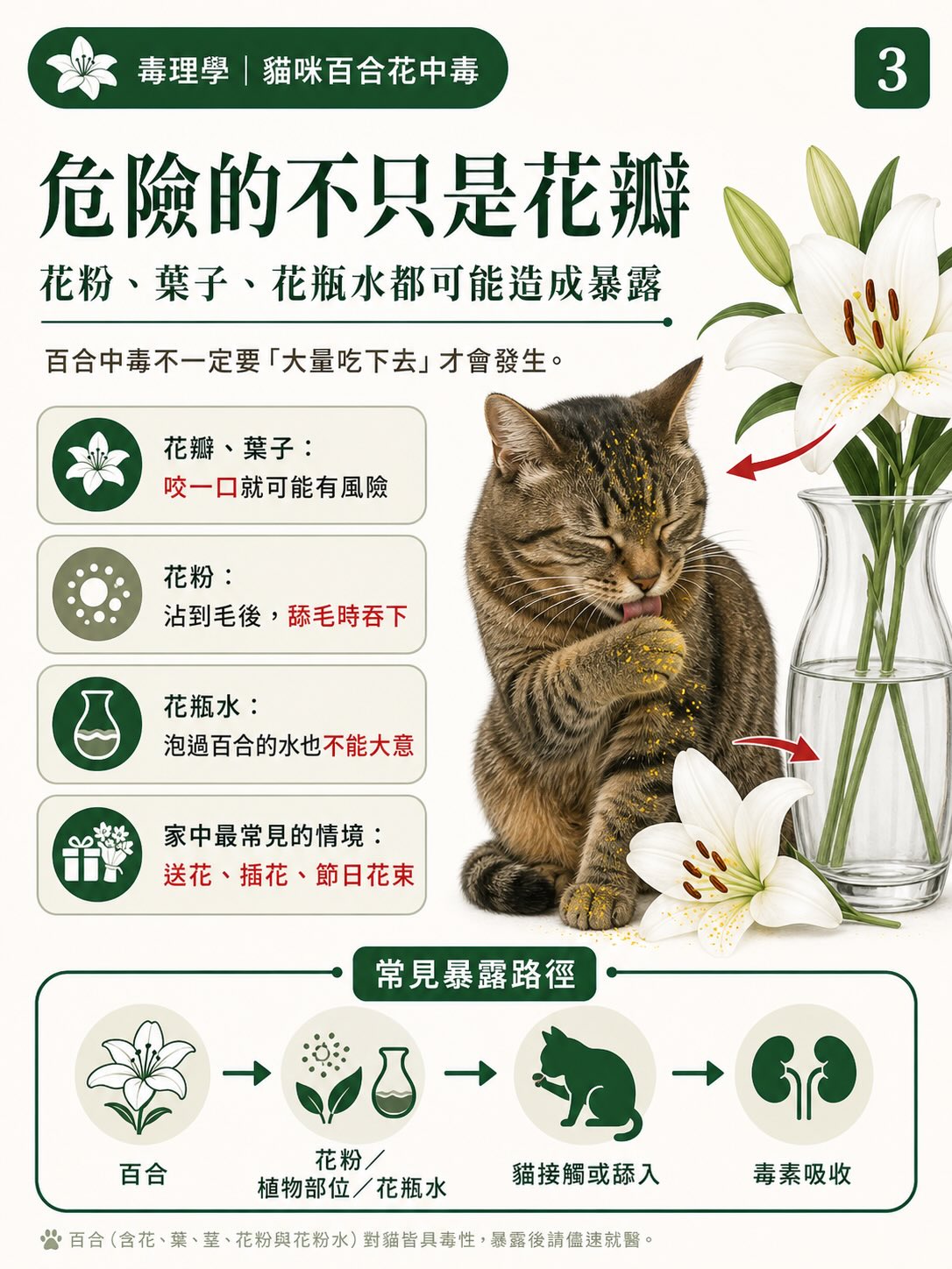 百合花，如何一步一步讓貓的腎臟停擺？圖卡 3