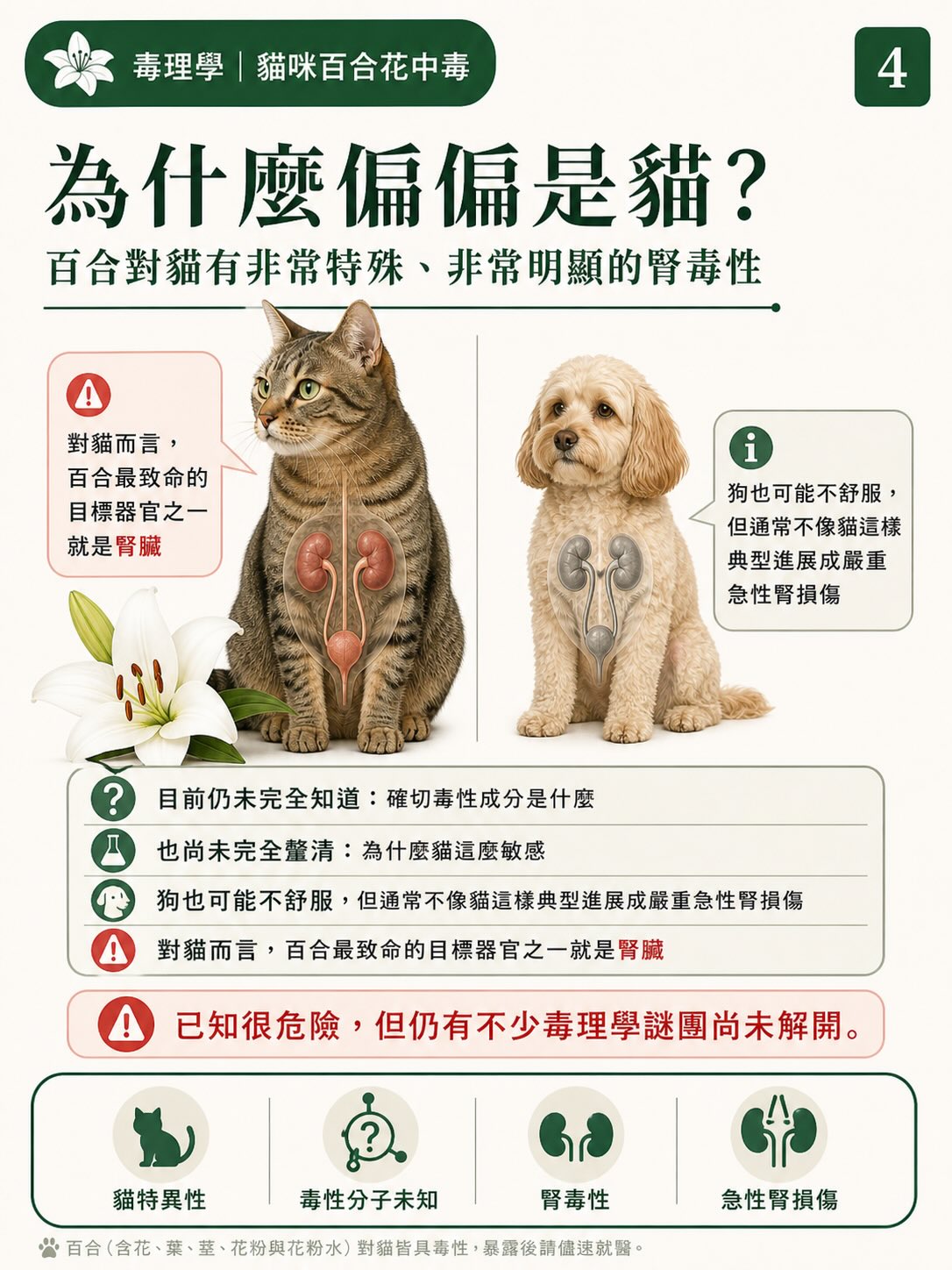 百合花，如何一步一步讓貓的腎臟停擺？圖卡 4