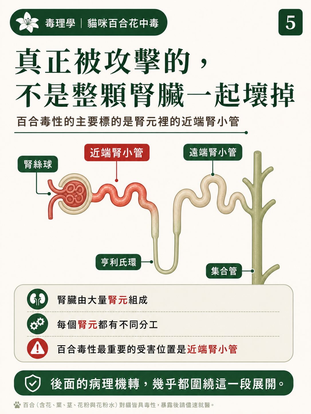 百合花，如何一步一步讓貓的腎臟停擺？圖卡 5