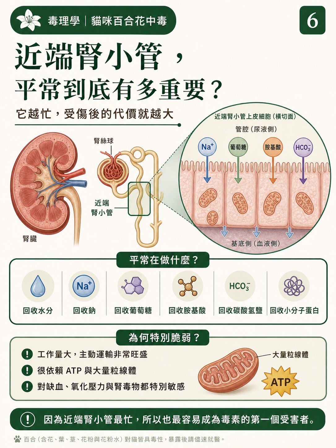 百合花，如何一步一步讓貓的腎臟停擺？圖卡 6