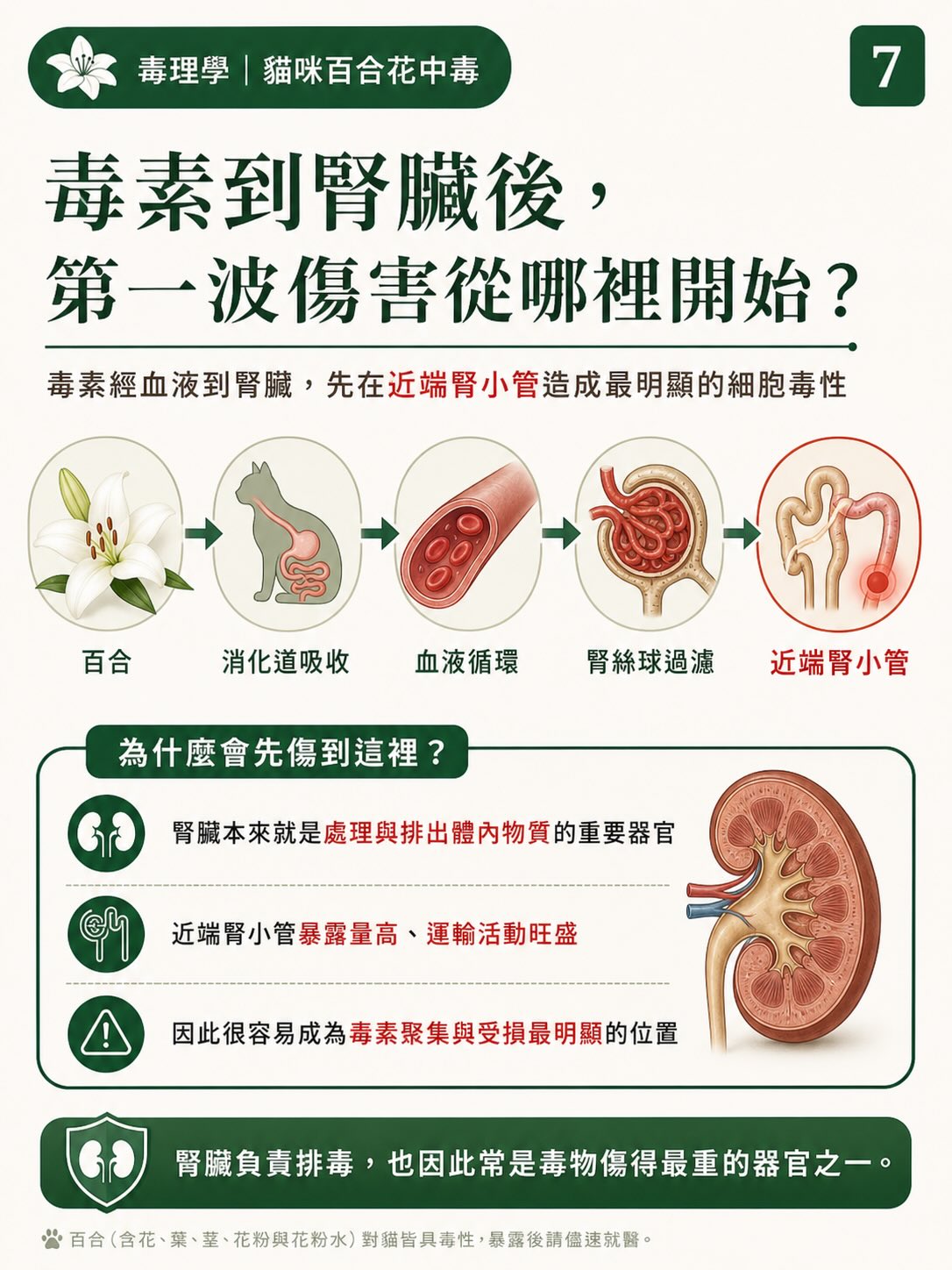 百合花，如何一步一步讓貓的腎臟停擺？圖卡 7