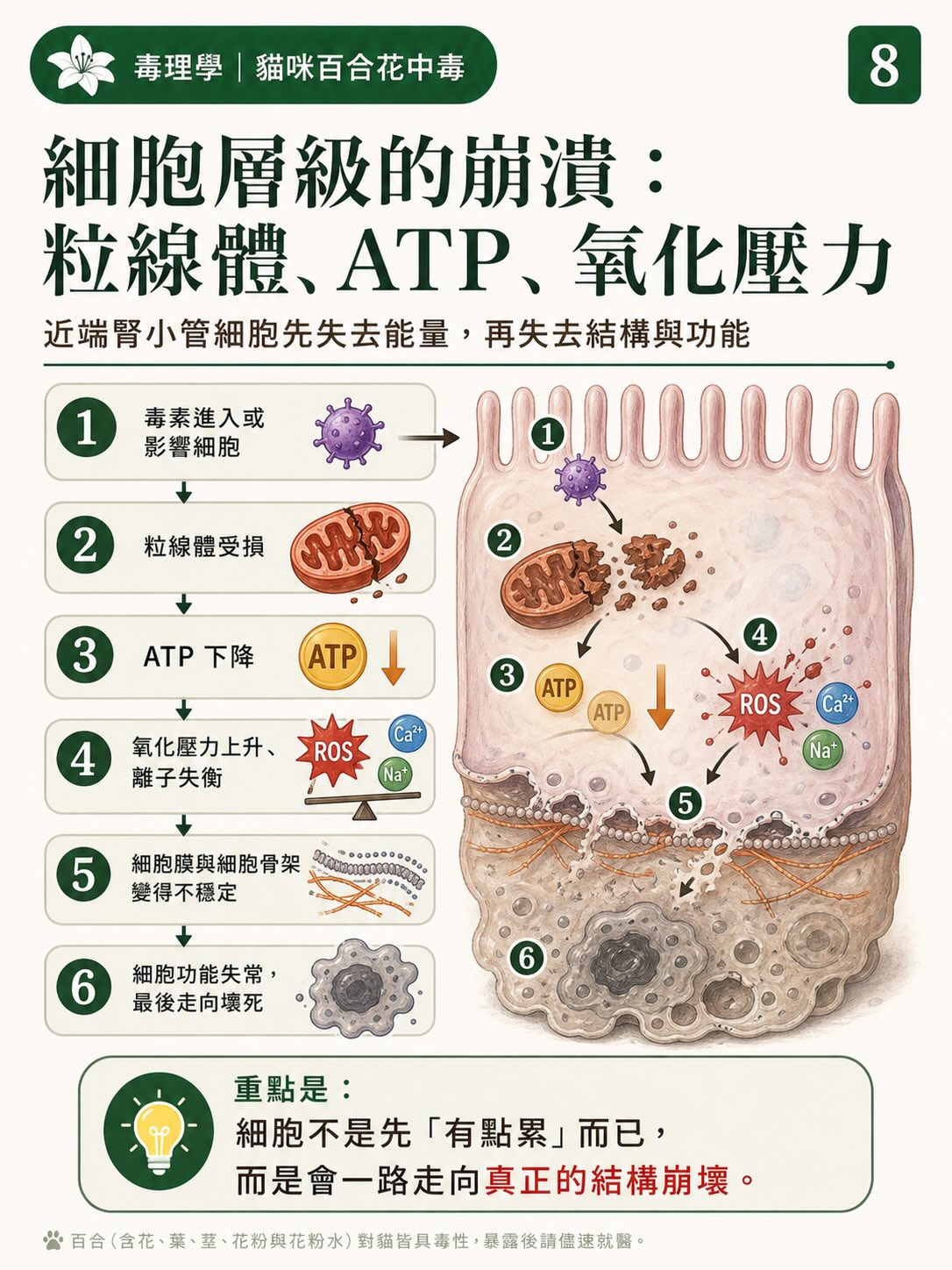 百合花，如何一步一步讓貓的腎臟停擺？圖卡 8