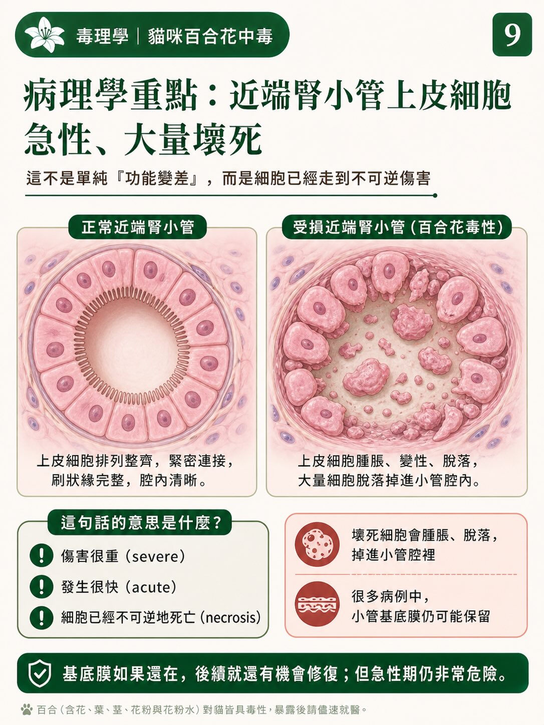 百合花，如何一步一步讓貓的腎臟停擺？圖卡 9