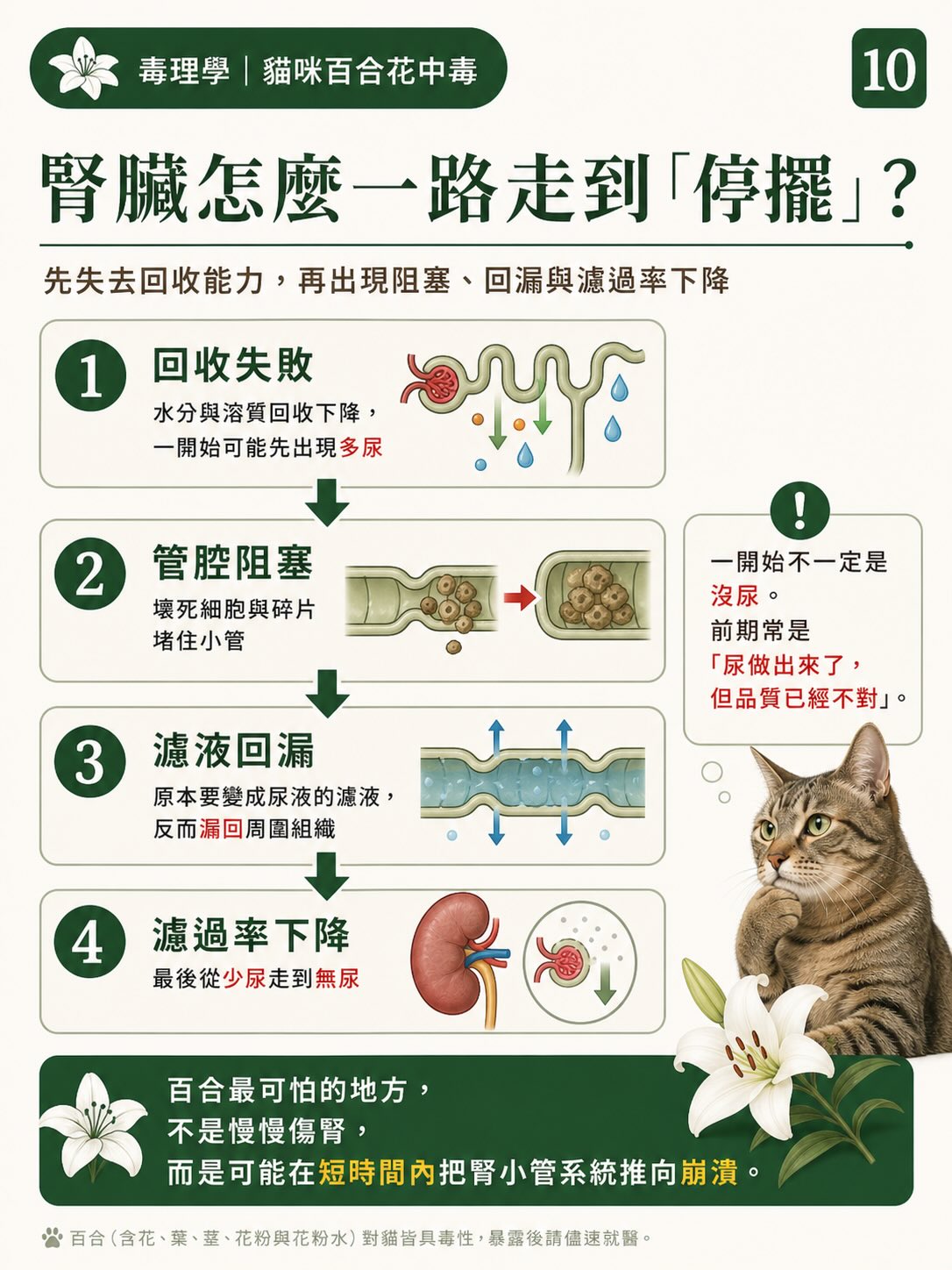 百合花，如何一步一步讓貓的腎臟停擺？圖卡 10