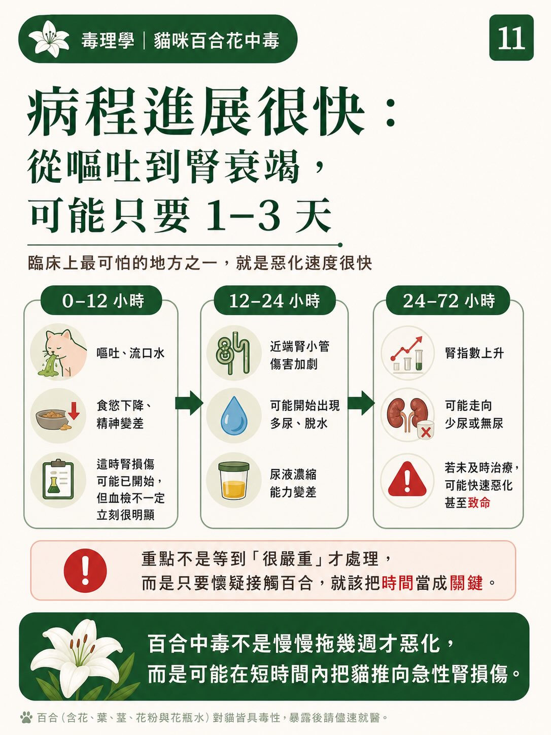 百合花，如何一步一步讓貓的腎臟停擺？圖卡 11