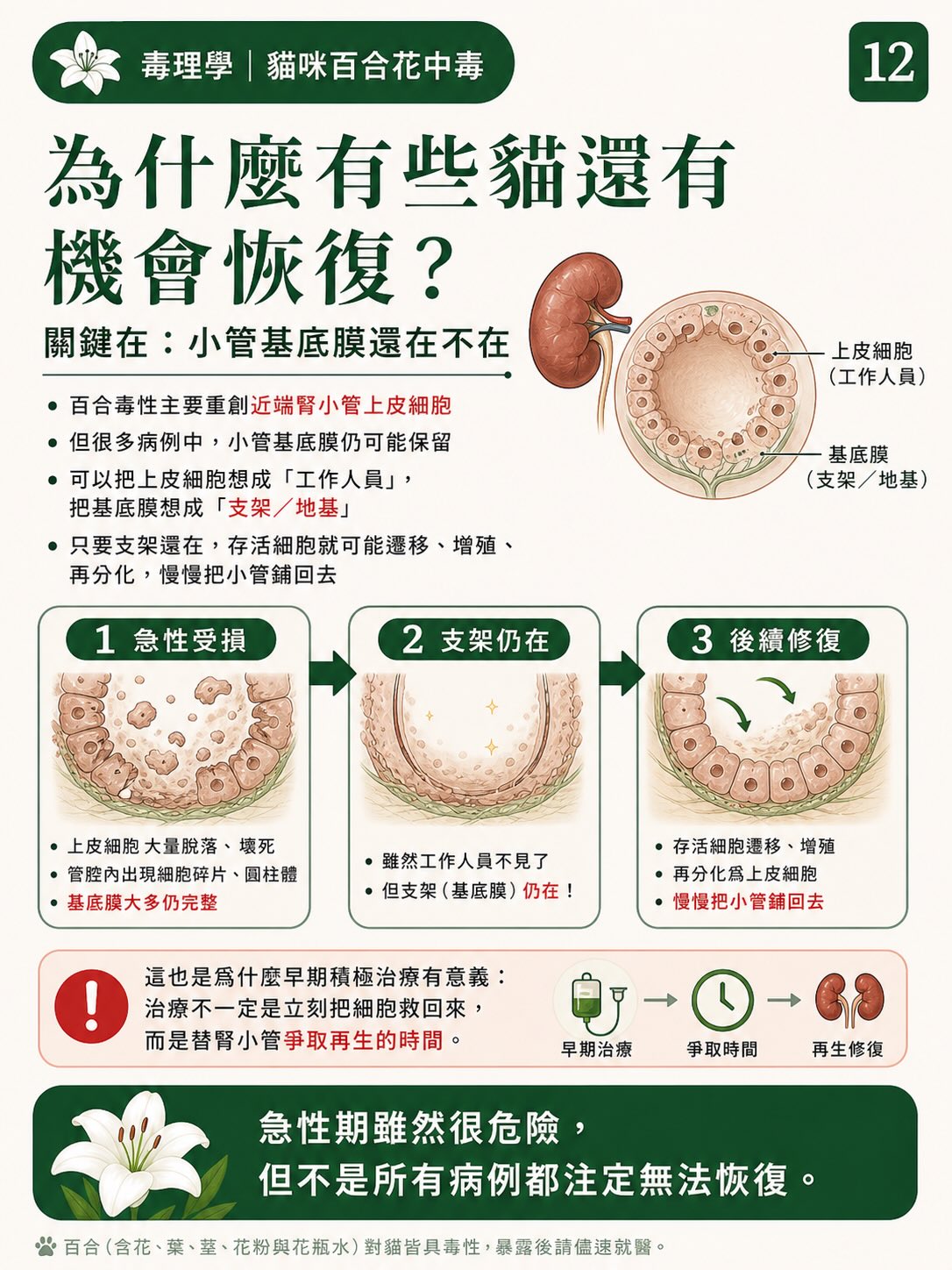 百合花，如何一步一步讓貓的腎臟停擺？圖卡 12