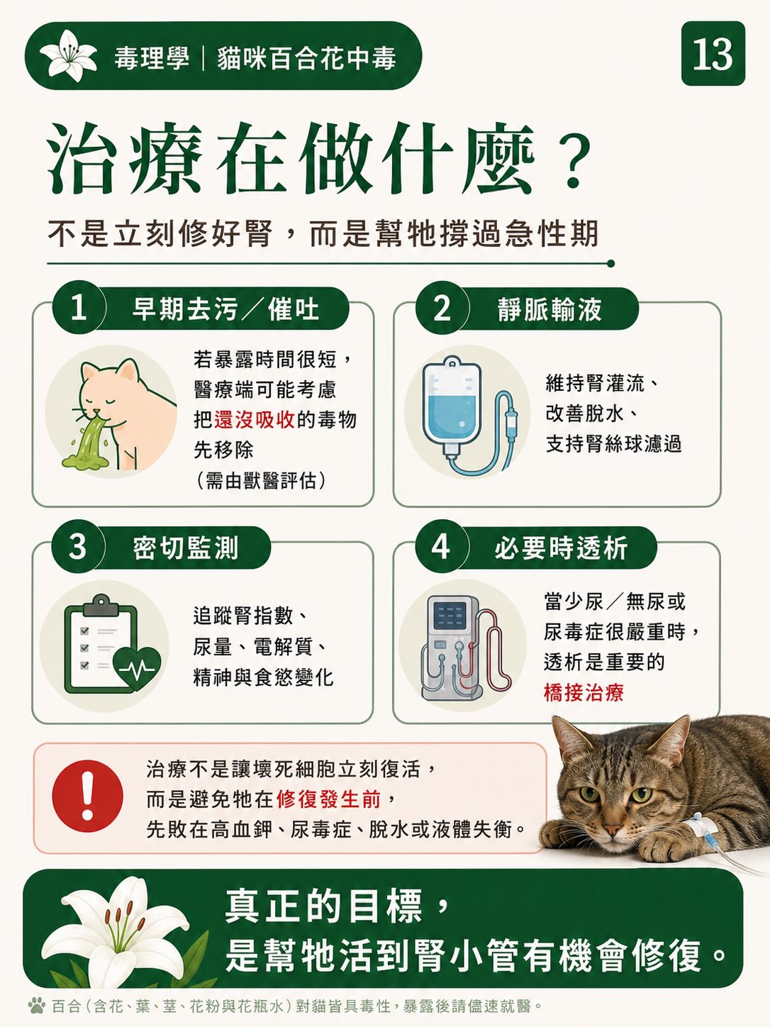 百合花，如何一步一步讓貓的腎臟停擺？圖卡 13