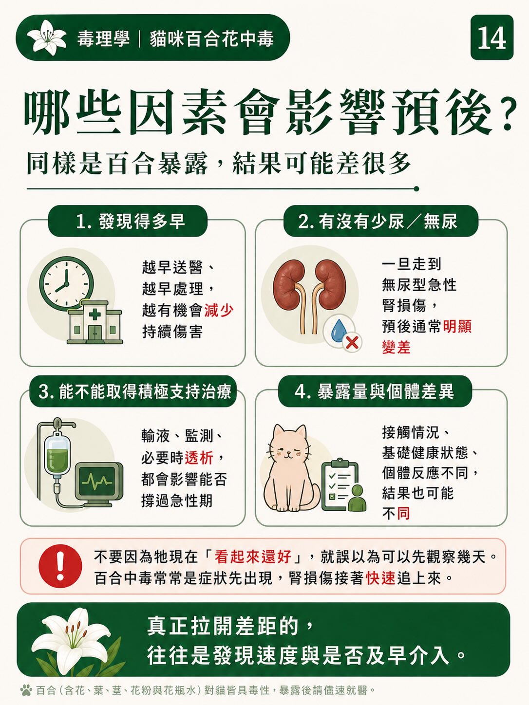 百合花，如何一步一步讓貓的腎臟停擺？圖卡 14