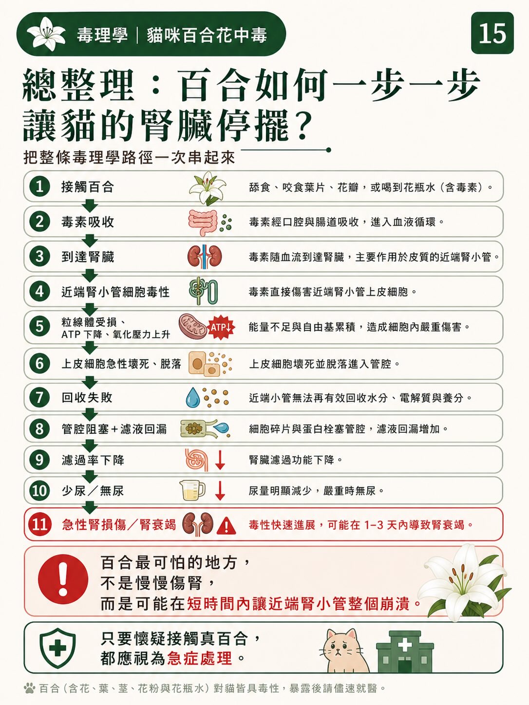 百合花，如何一步一步讓貓的腎臟停擺？圖卡 15