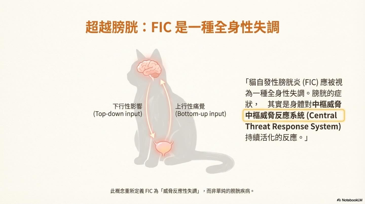 貓下泌尿道症狀（LUTS）：一個常見的臨床難題圖卡 3