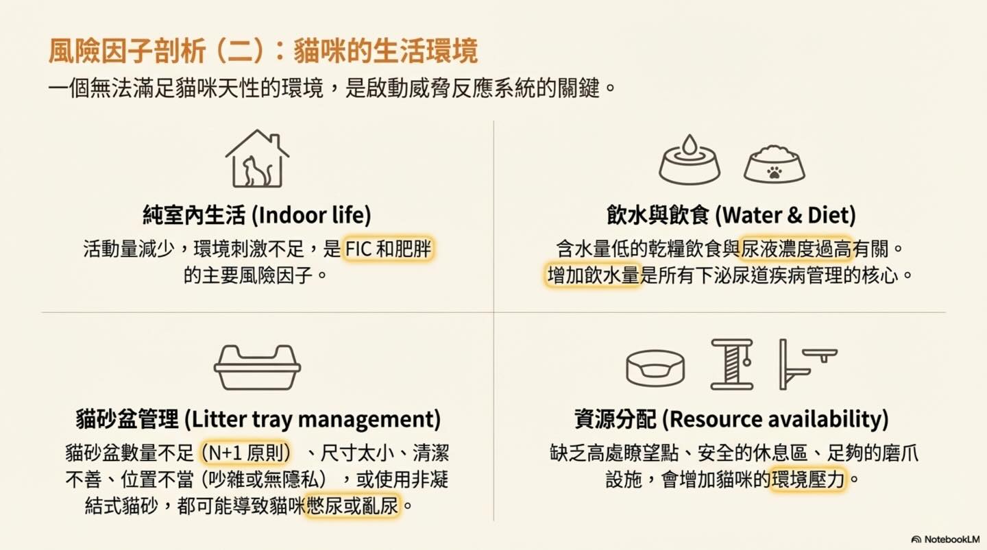 貓下泌尿道症狀（LUTS）：一個常見的臨床難題圖卡 5