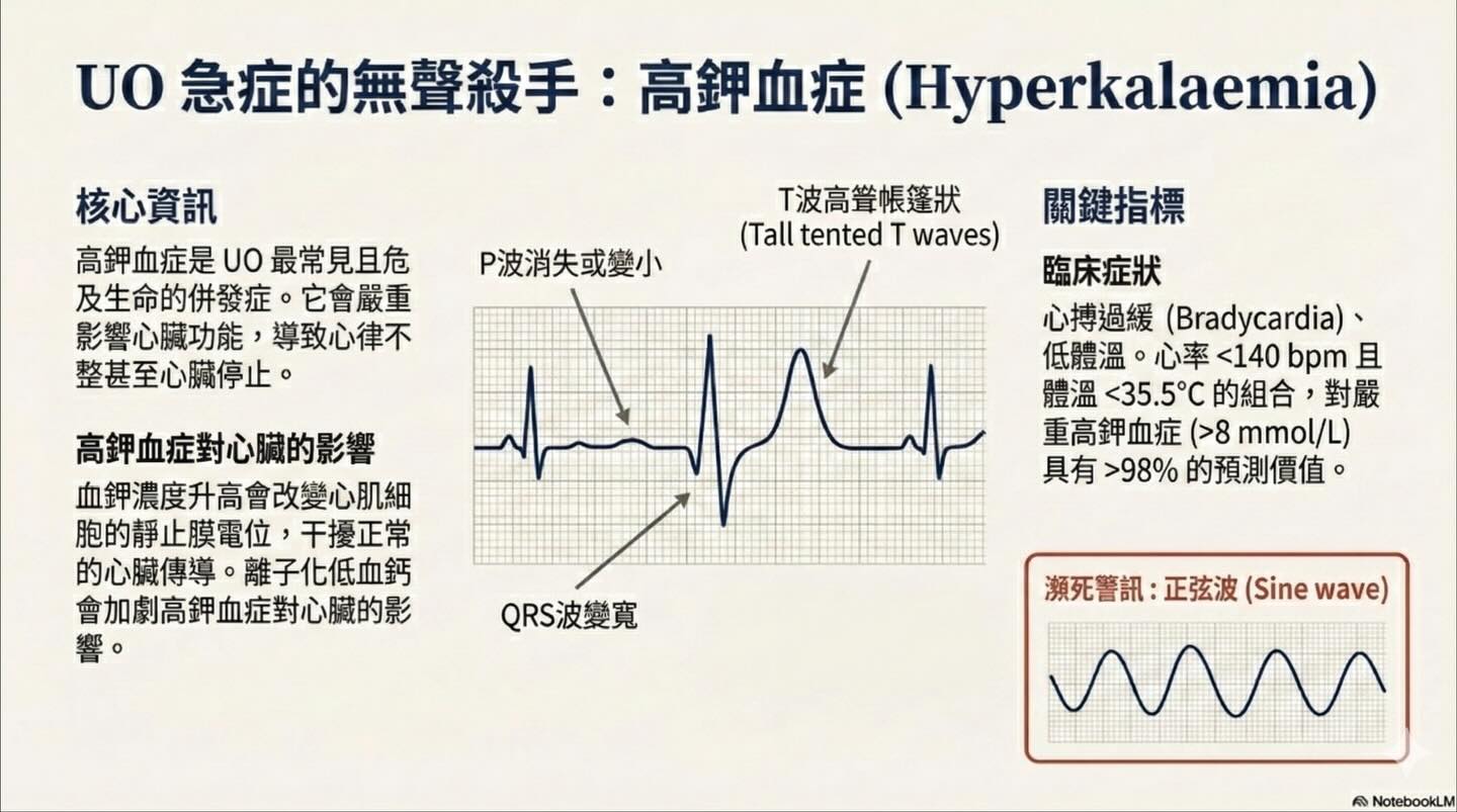 解碼貓下泌尿道疾病（LUTD）：從急診 triage 到長期管理圖卡 4