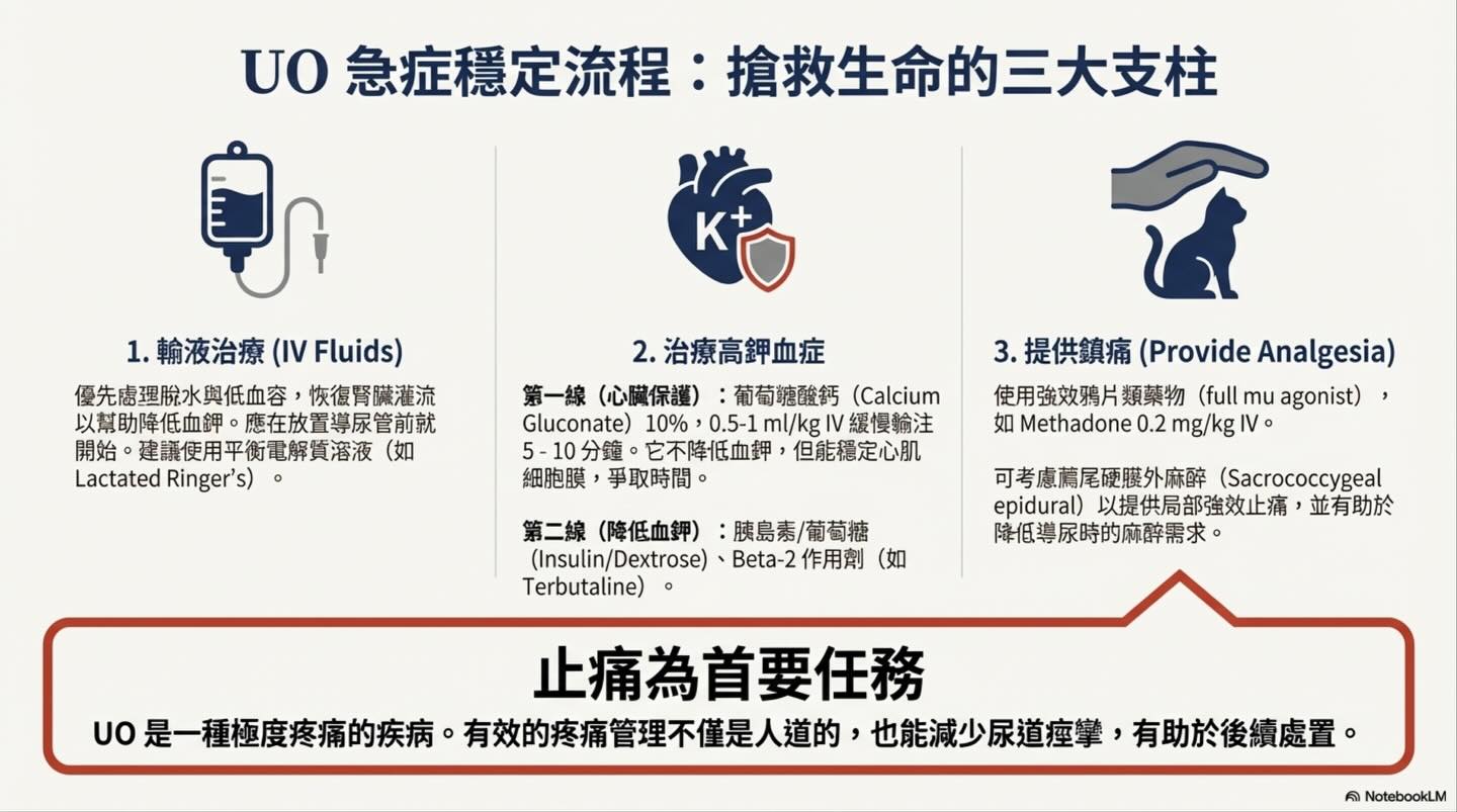 解碼貓下泌尿道疾病（LUTD）：從急診 triage 到長期管理圖卡 5