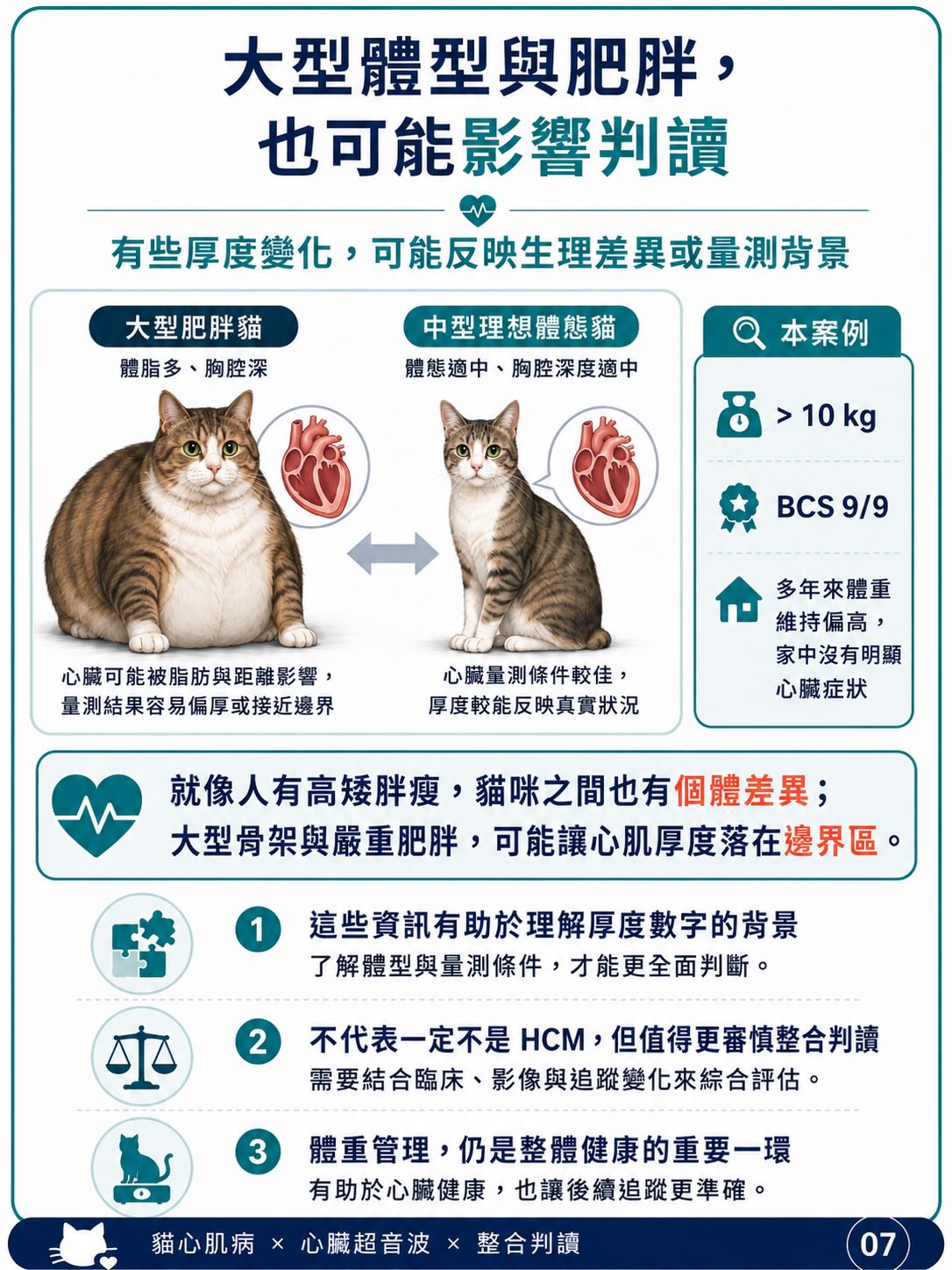 貓 HCM｜輕微心肌增厚與表現型圖卡 7：大型體型與肥胖，也可能影響判讀