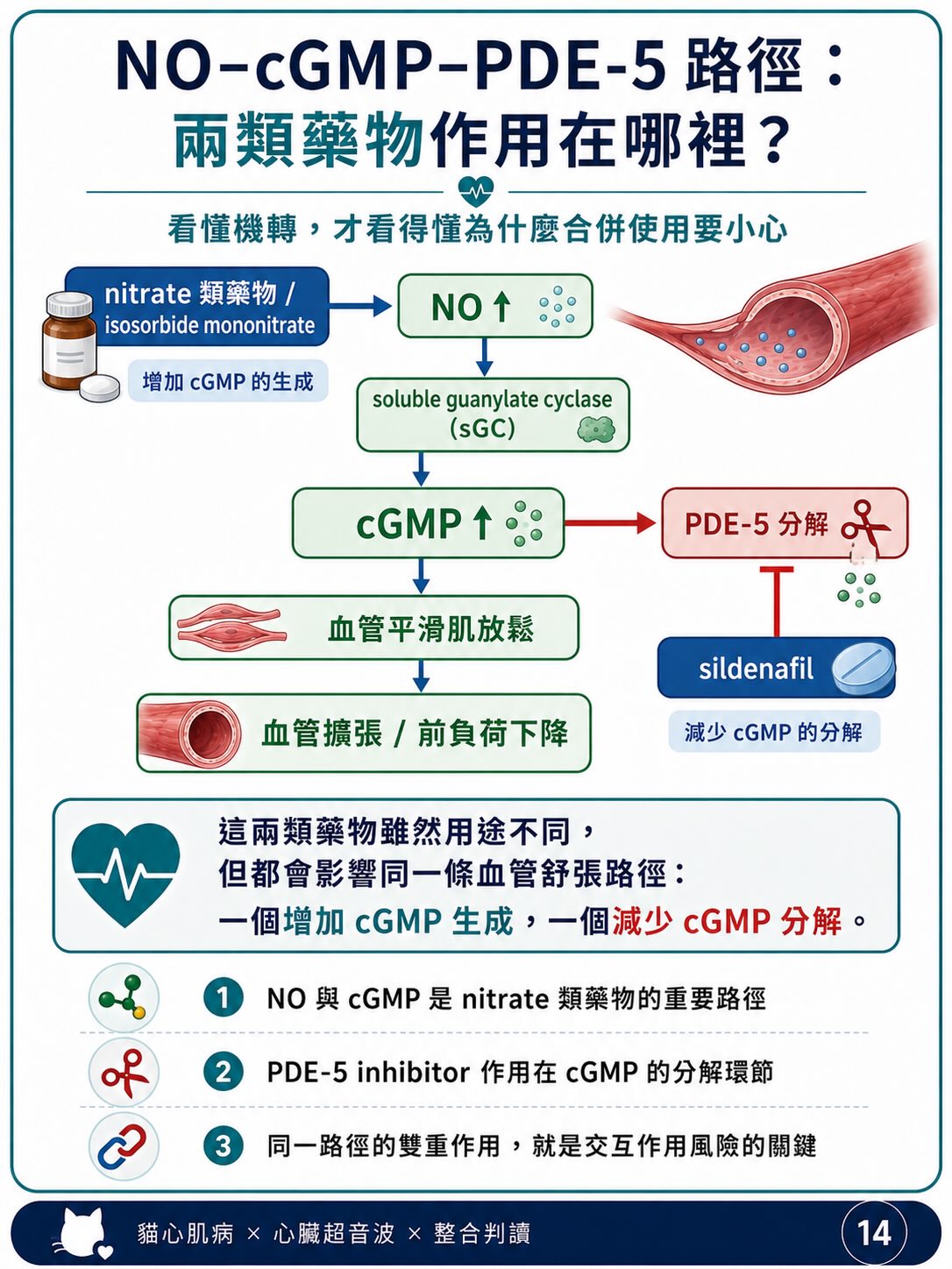 貓 HCM｜輕微心肌增厚與表現型圖卡 14：NO-cGMP-PDE-5 路徑：兩類藥物作用在哪裡？