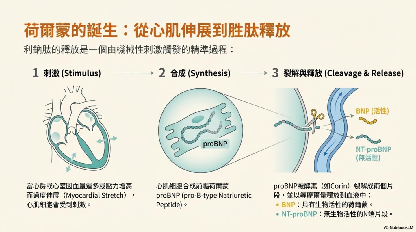 解讀心臟的語言：NT-proBNP 的完整生理學指南圖卡 4