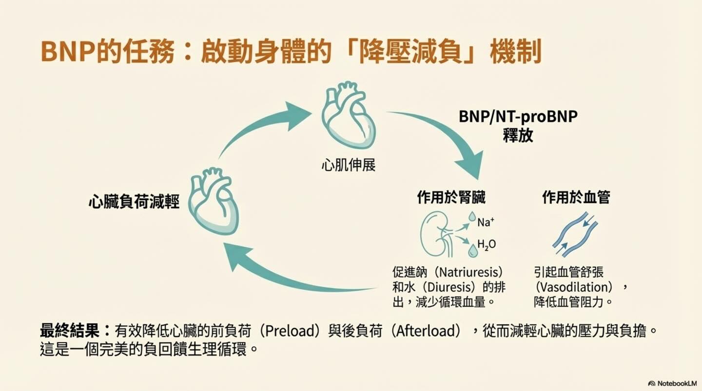 解讀心臟的語言：NT-proBNP 的完整生理學指南圖卡 5
